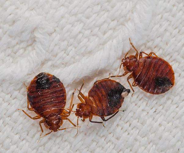 Was ist das für ein Schädling? (Schädlinge, Käfer)