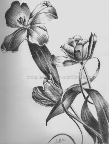 260 Bleistiftzeichnung Blumen Bilder Und Ideen Auf Kunstnet