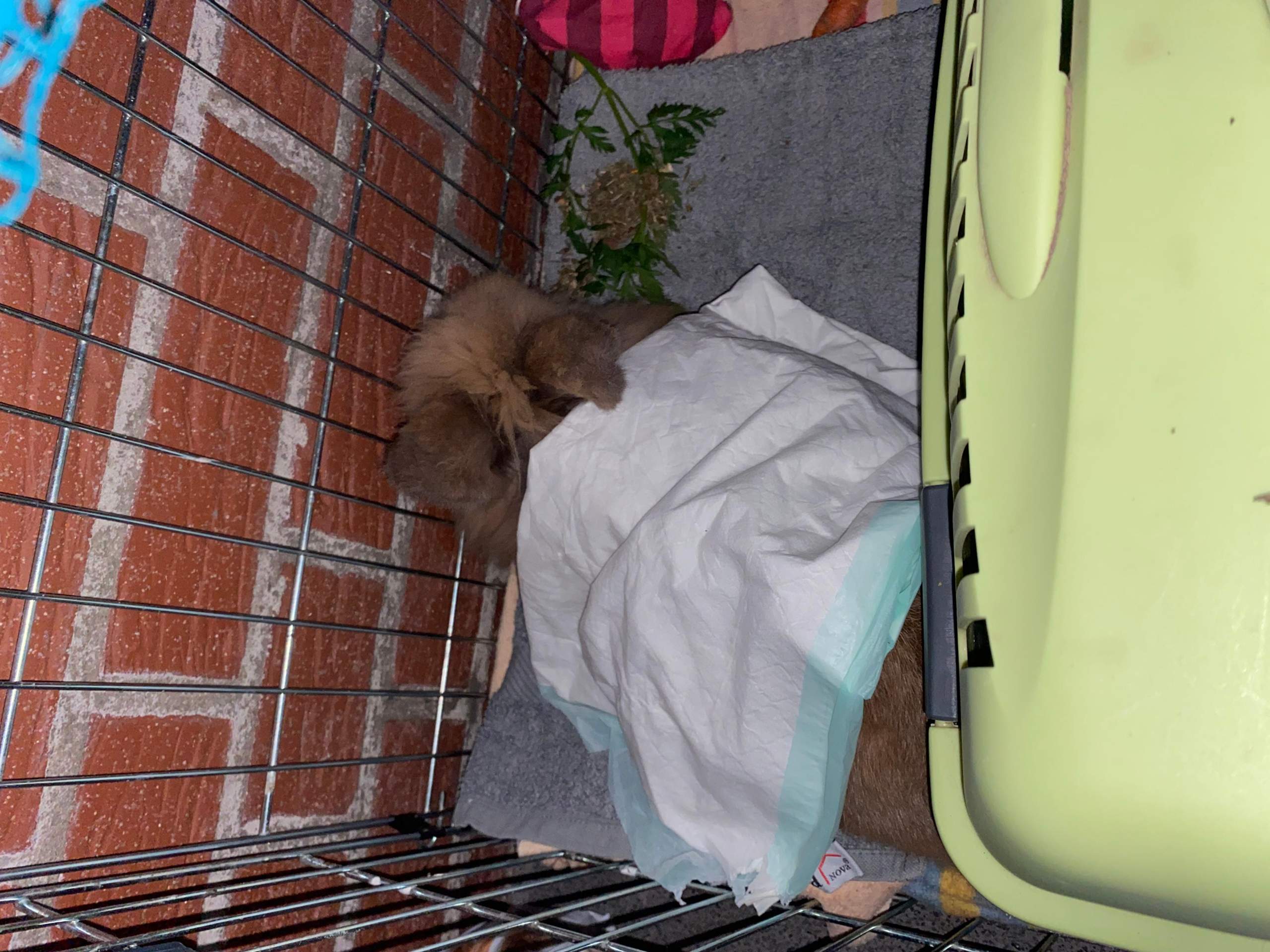 Wann Ist Kaninchen Nach Kastration Wieder Fit Kaninchen nach Kastration rein holen? (Tiere)