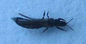 kleine schwarze stechende Insekten (Stich)