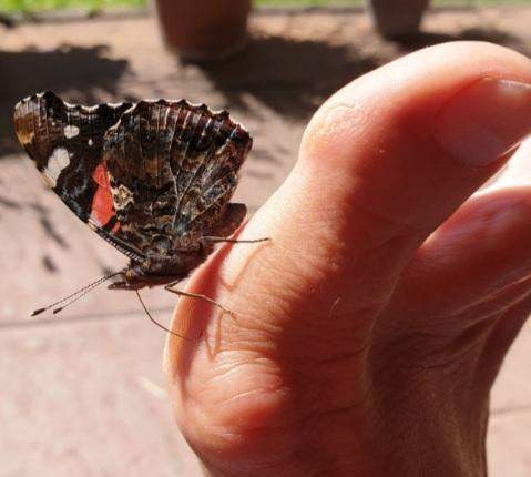Süße niedliche Insekten? (Tiere, Biologie, fauna)