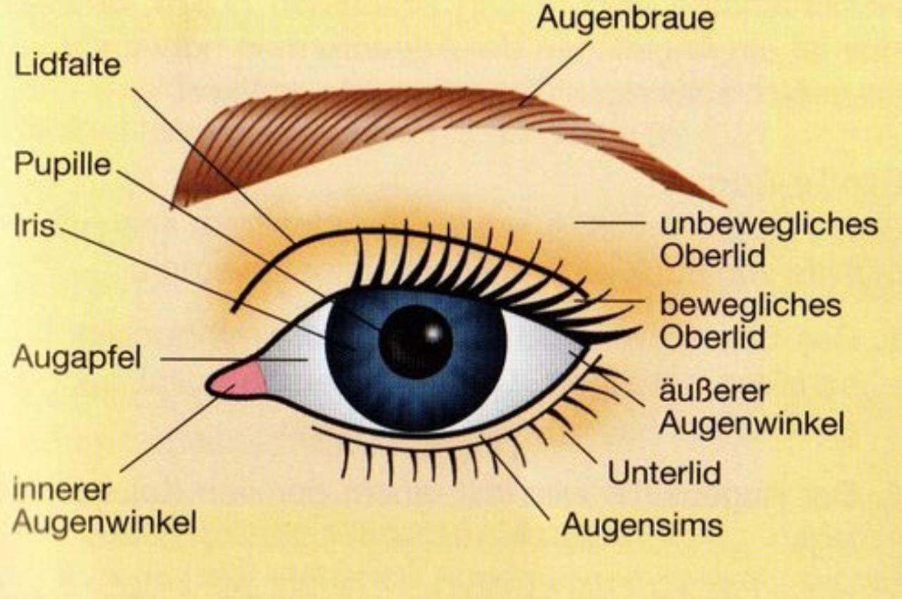 Was ist der Augenwinkel? (Augen)