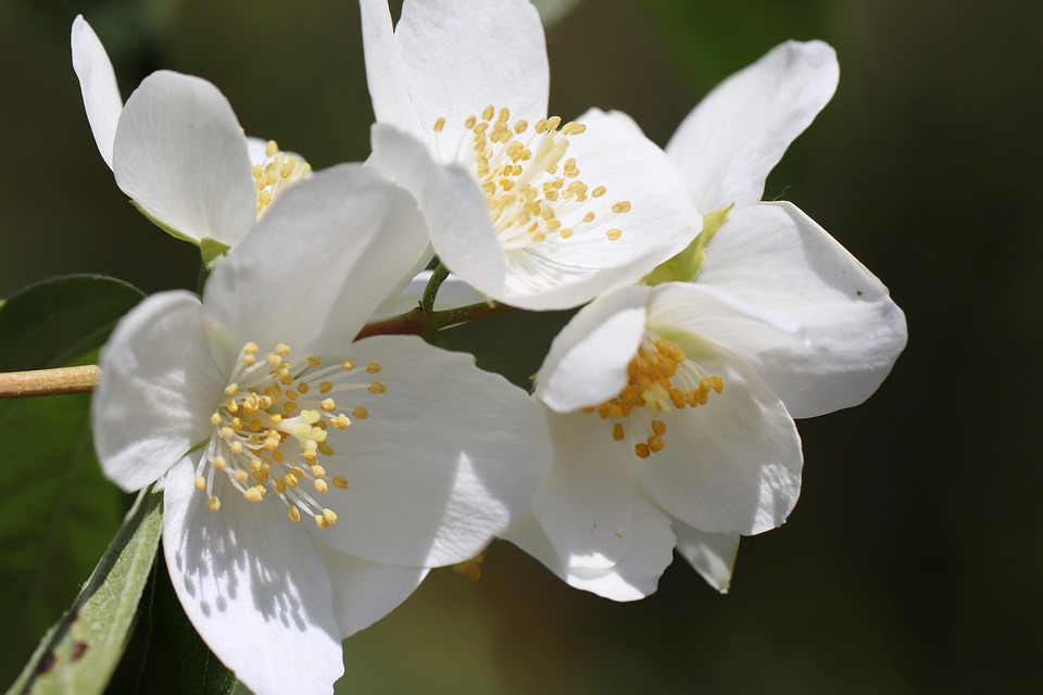 Wie findet ihr den Namen Jasmin? (Deutsch, Sprache, Umfrage)