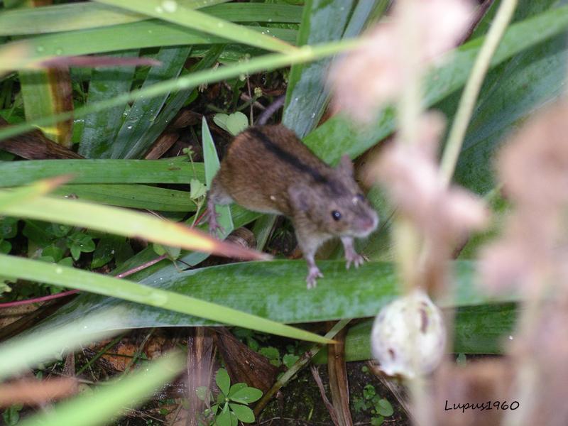 Seit gestern häufen sich die Löcher im Garten was ist das