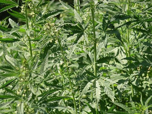 Hanf - (Pflanzen, Cannabis, Wachstum)