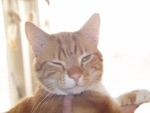 Wieviele Katzen Darf Man Halten Hat Der Nachbar Das Recht Die