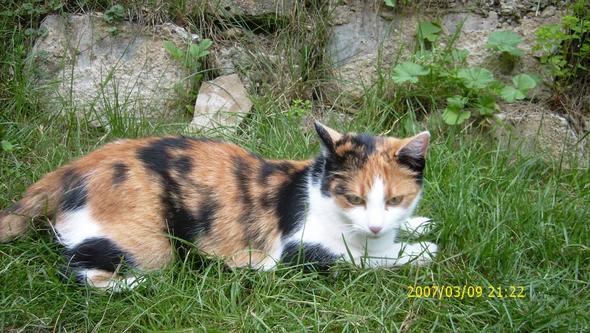 Charakter Von Bunten Katzen Gluckskatzen Haustiere