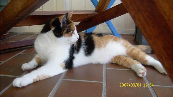 Charakter Von Bunten Katzen Gluckskatzen Haustiere