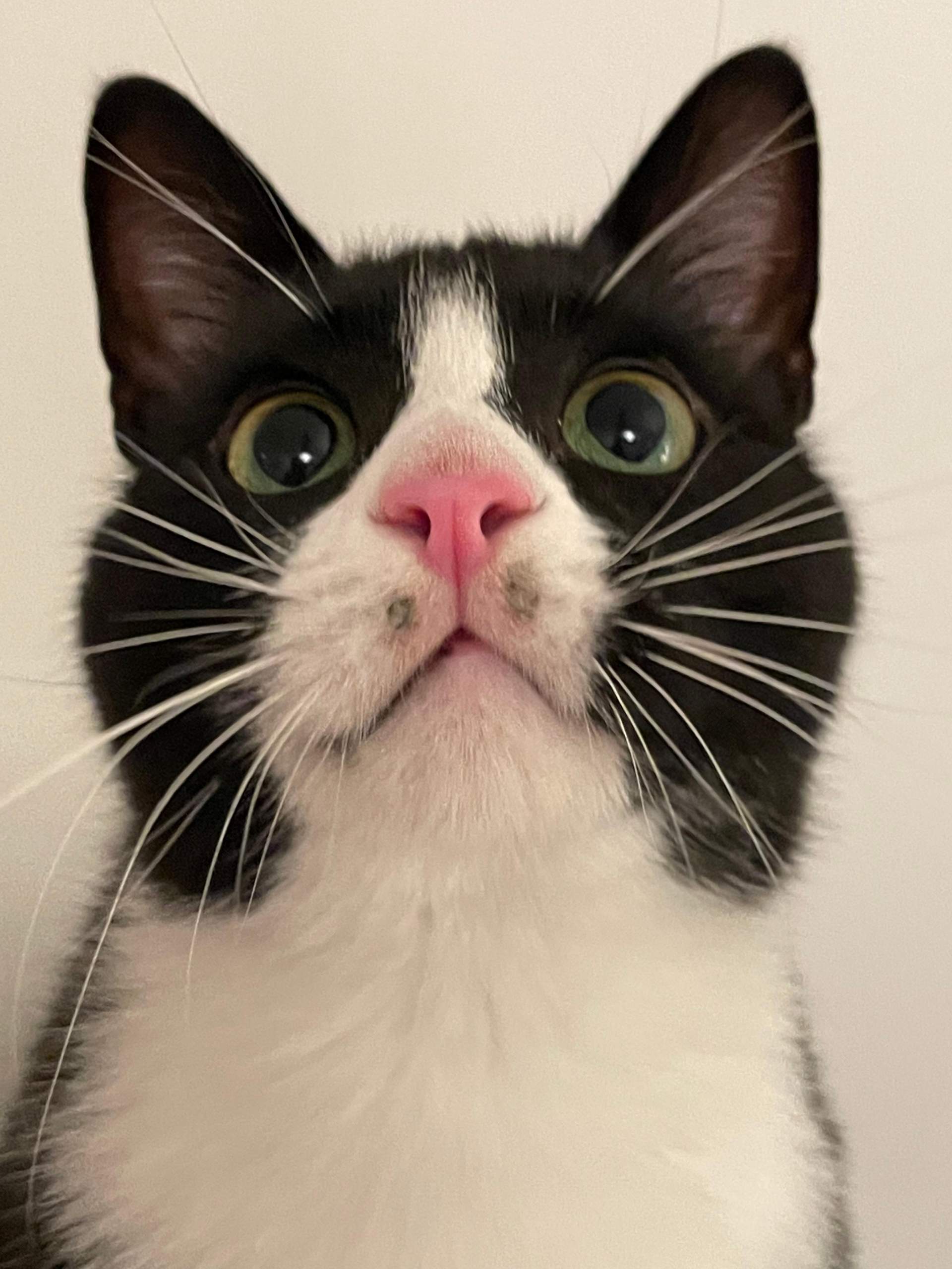 Katze hat schwarze, harte Flecken an der Lippe? (Gesundheit)