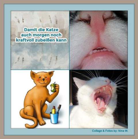 - (Tiere, Katze, Tiermedizin)