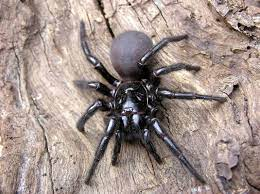  - (Spinnen, Australien, Melbourne)