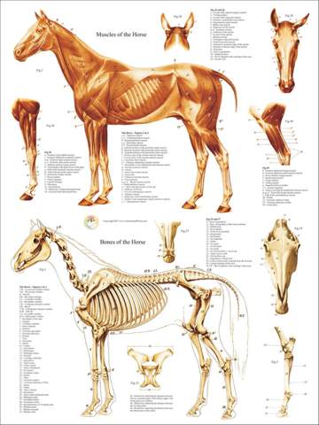  - (Tiere, Biologie, Pferd)
