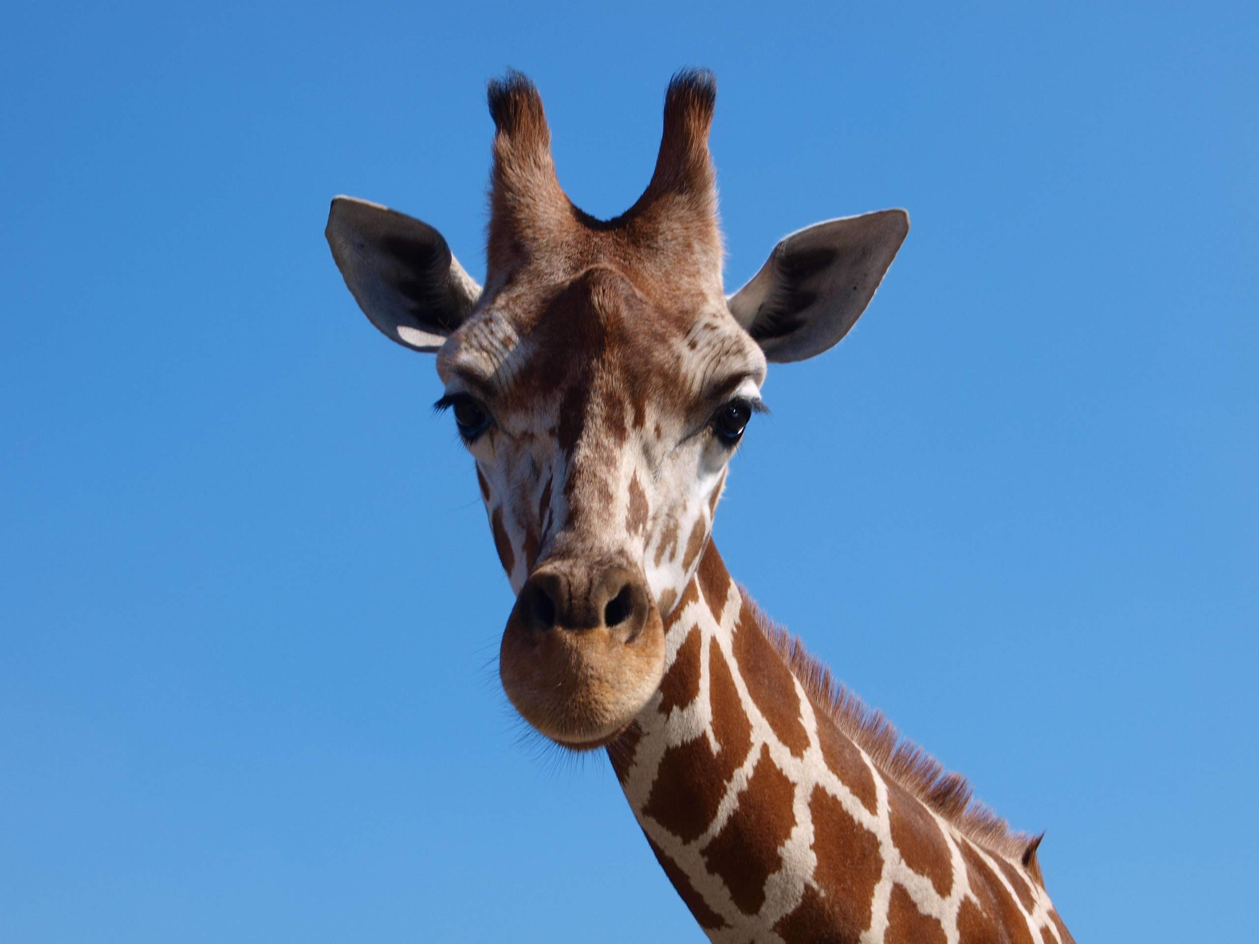 Findet ihr Giraffen süß? (Tiere, Umfrage, Giraffe)