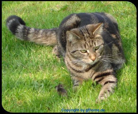 Katze in Lauerstellung - (Katze, Katzen, Garten)
