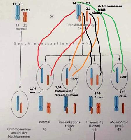  - (Biologie, Chromosomenmuationen)