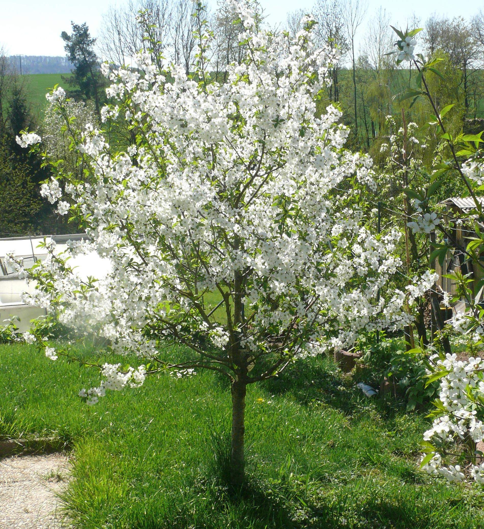 Ich bekomme demnächst 4 junge Obstbäume, welche Erde benötigen diese
