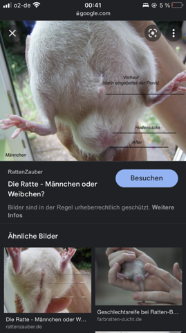Bild zum Beitrag
