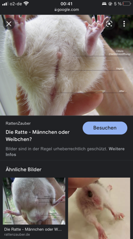 Bild zum Beitrag