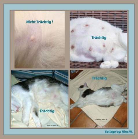 - (Gesundheit, Katze, Tiermedizin)