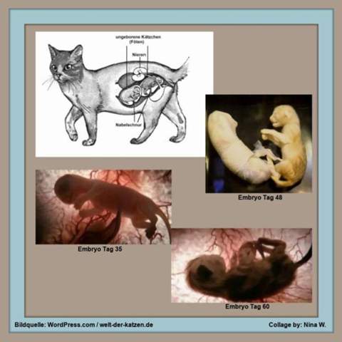 - (Gesundheit, Katze, Tiermedizin)