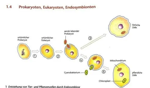 Endosymbiondentheorie? (Schule, Biologie, Endosymbiontentheorie)