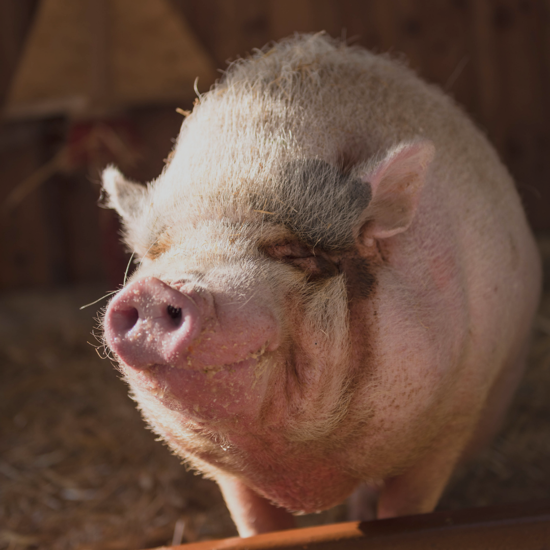 Warum Dürfen Moslems Kein Schwein Essen
