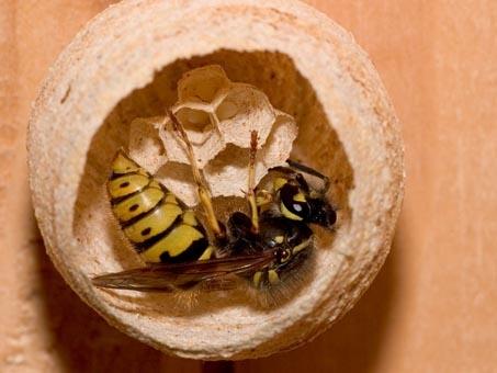 Bilduntertitel eingeben... - (Natur, Insekten, Wespen)