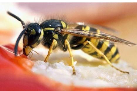 Bilduntertitel eingeben... - (Natur, Insekten, Wespen)