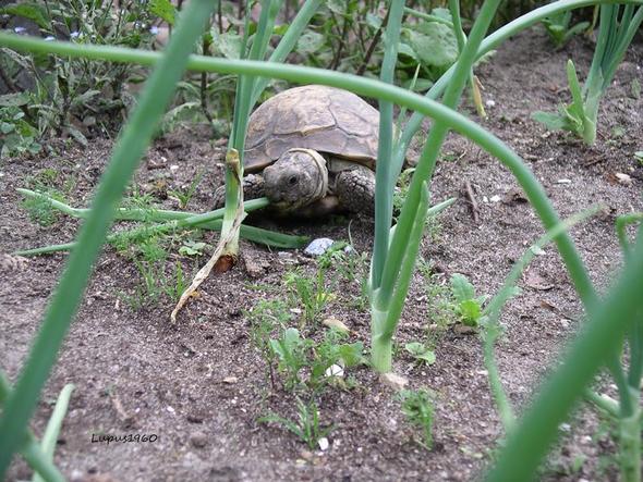 Schildkröte - (Pflanzen, Gift, Schildkröten)