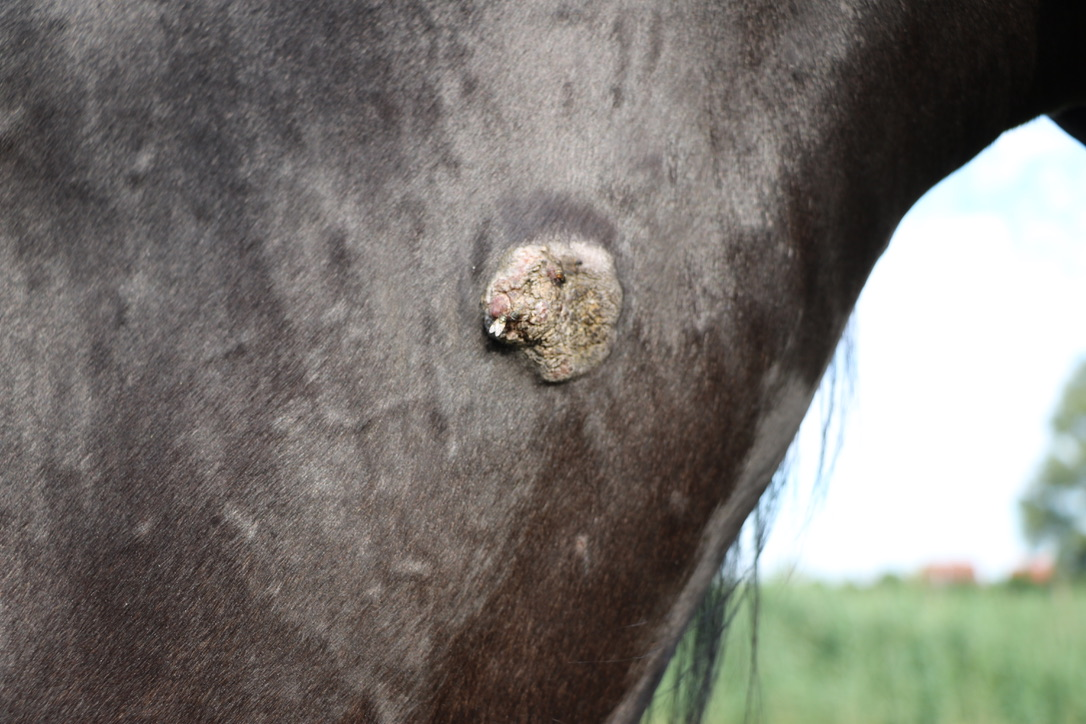 Pferd hat Knubbel am Bauch (hinten)? Kann mir jemand sagen was dass