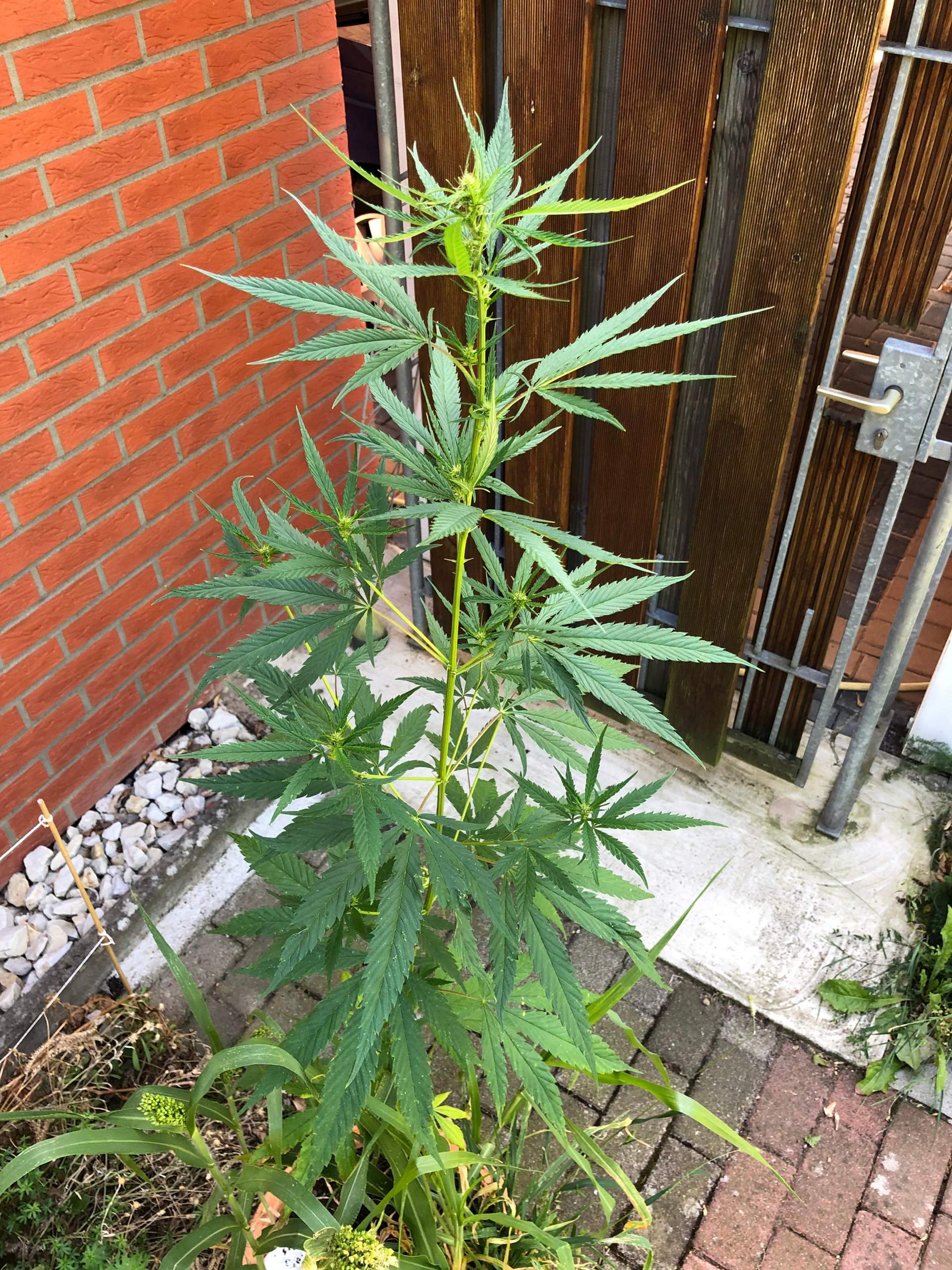 Wild Hanf im Garten? (Pflanzen, Cannabis, Unkraut)