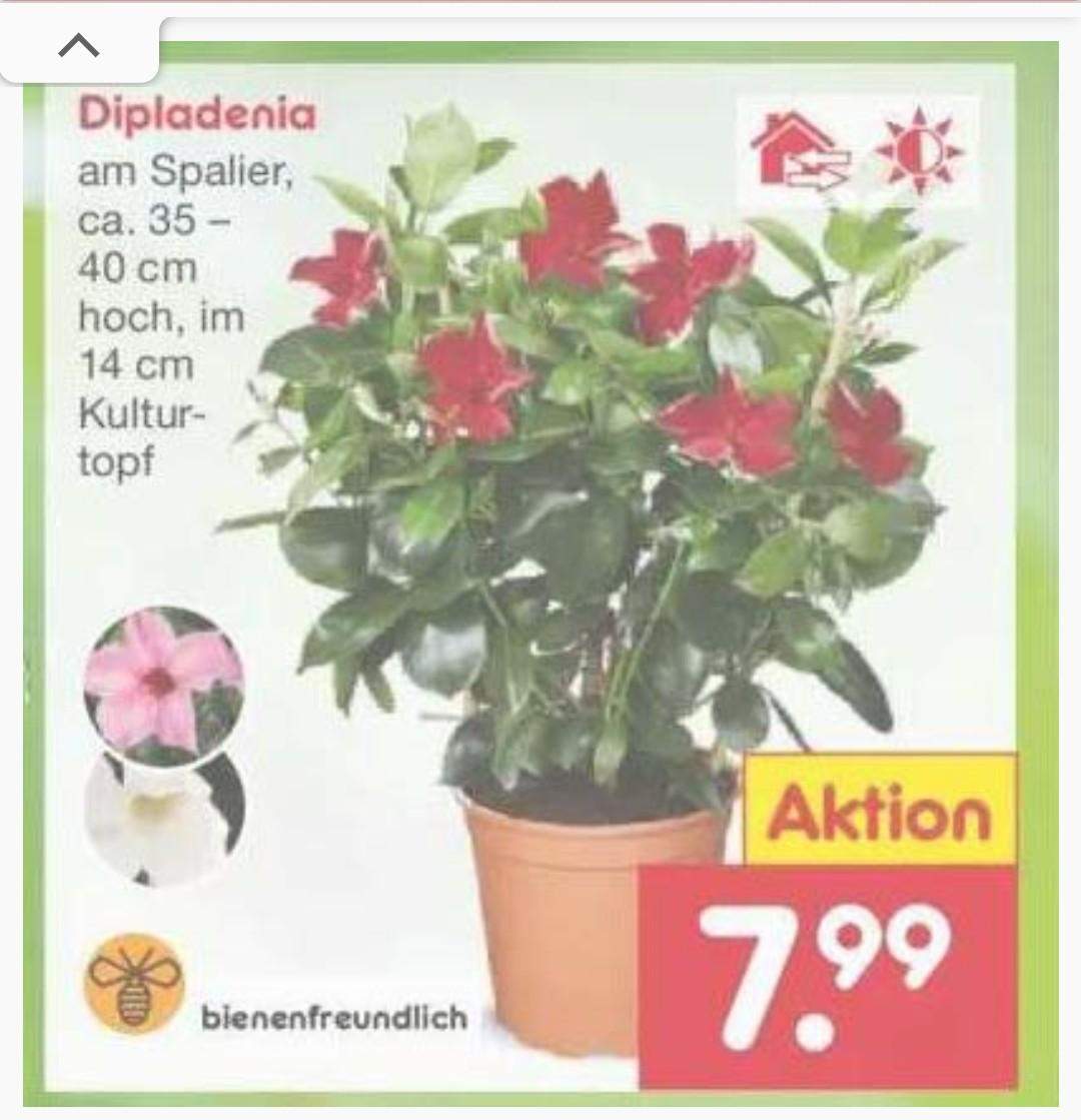 Was Schenkt Man Schwiegermutter Beim Ersten Treffen Blumenstock zum ersten Treffen der Schwiegermutter? (Liebe und