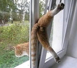  - (Tiere, Katze, Fenster)