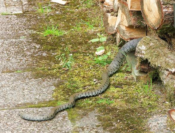 - (Tiere, Reptilien, Schlangen)