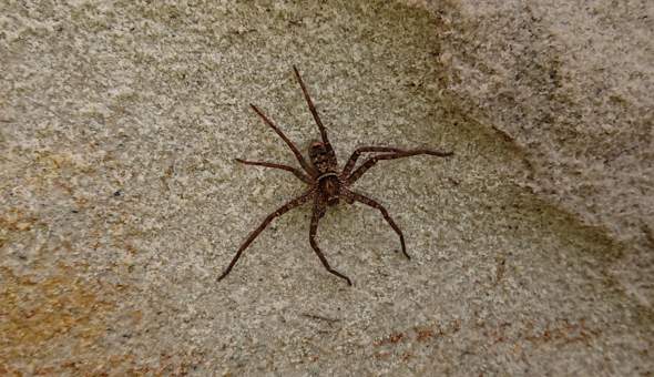  - (Spinnen, Australien, Huntsman Spider)