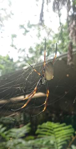  - (Spinnen, Australien, Huntsman Spider)