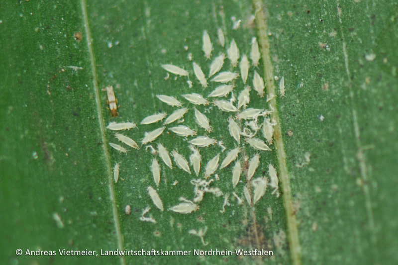 Kleine weiße Tierchen auf Zimmerpflanzen? (Tiere, Biologie, Pflanzen)