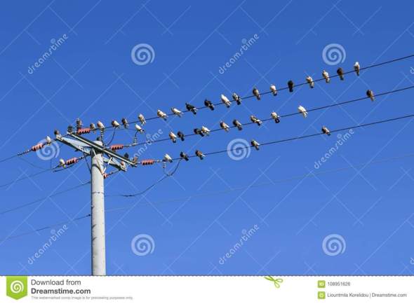Warum Bekommen Vögel Auf Hochspannungsleitungen Keinen Stromschlag