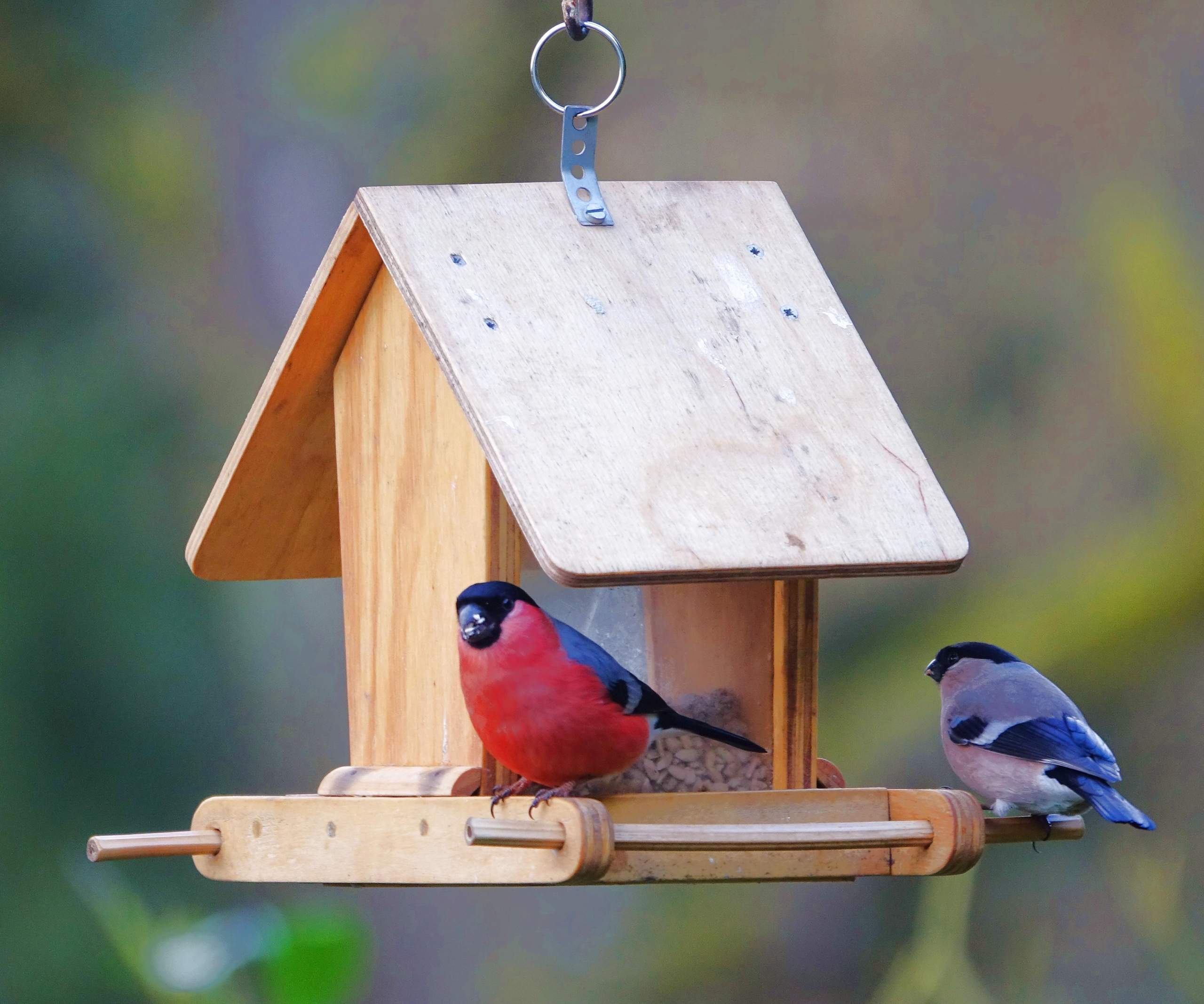 Vogelfutter? (Garten, Natur, Vögel)