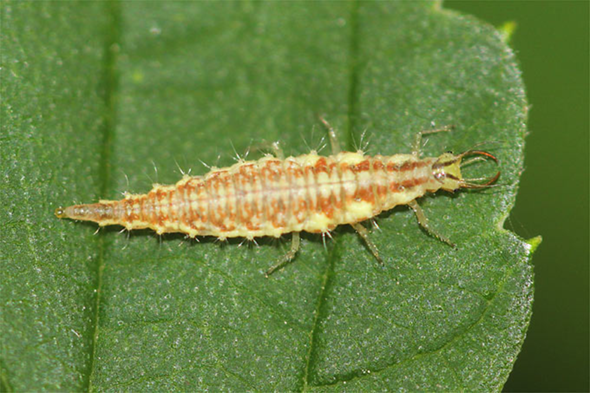 beißendes Insekt? (Tiere)