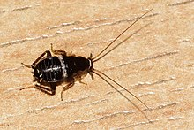 Was Ist Das F r Eine Schwarze Schabe In Der K che Insekten Kakerlaken was-ist-das-f-r-eine-schwarze-schabe-in-der-k-che-insekten-kakerlaken