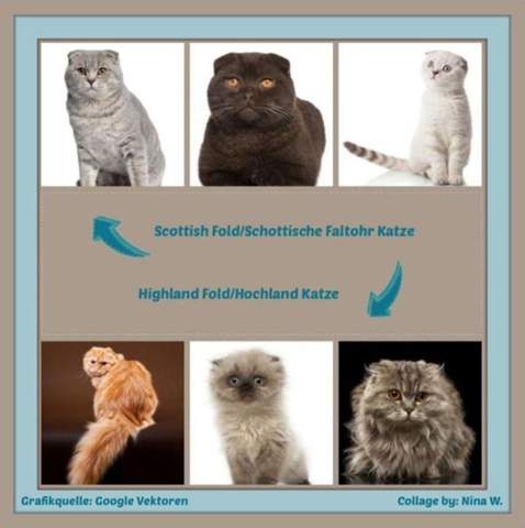  - (Katze, Katzenjunges, Scottish Fold)
