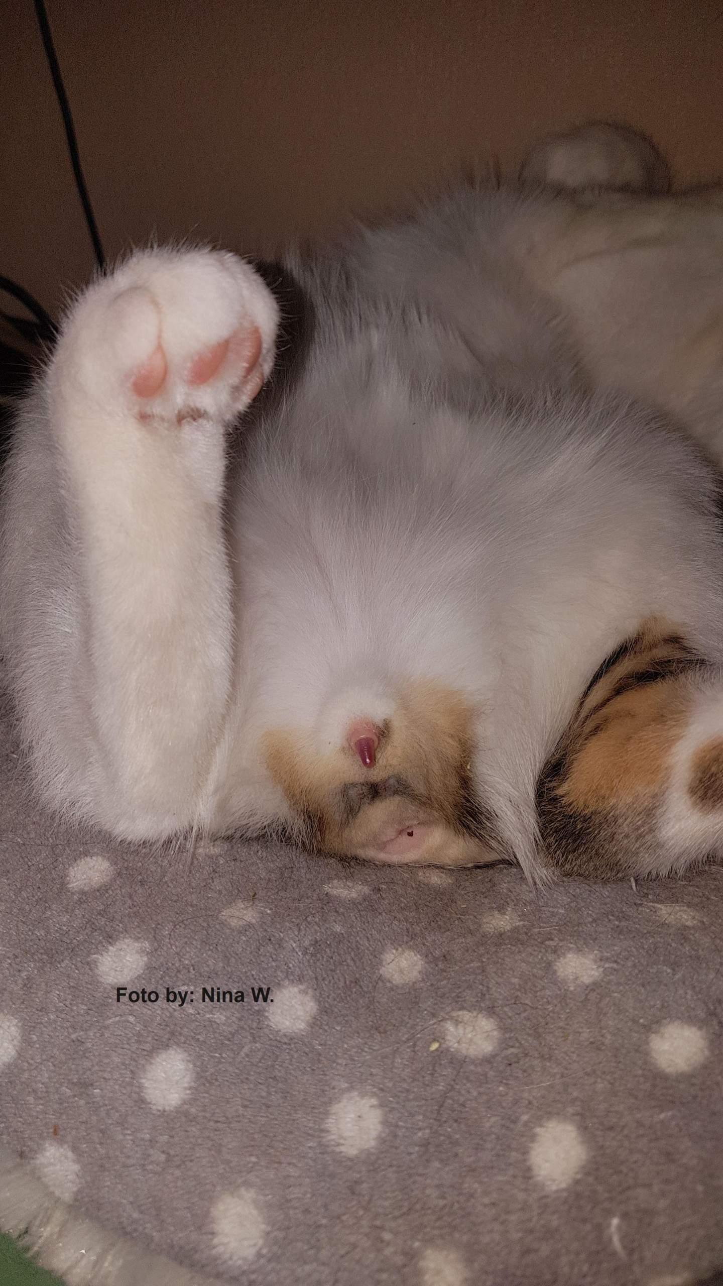 Ist meine Katze weiblich oder männlich? (Kater, Katzenjunges)