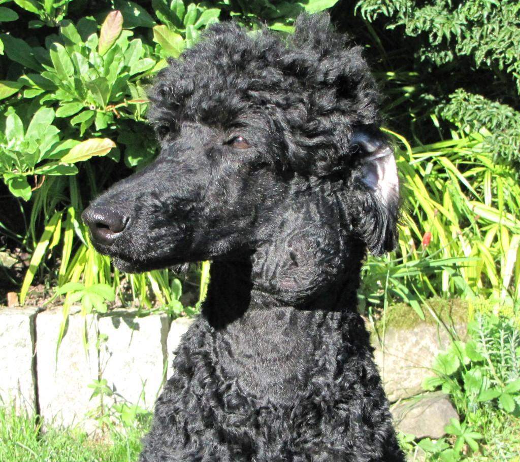 Geschwollene Lymphknoten Hals Lymphdrüsenkrebs Hund