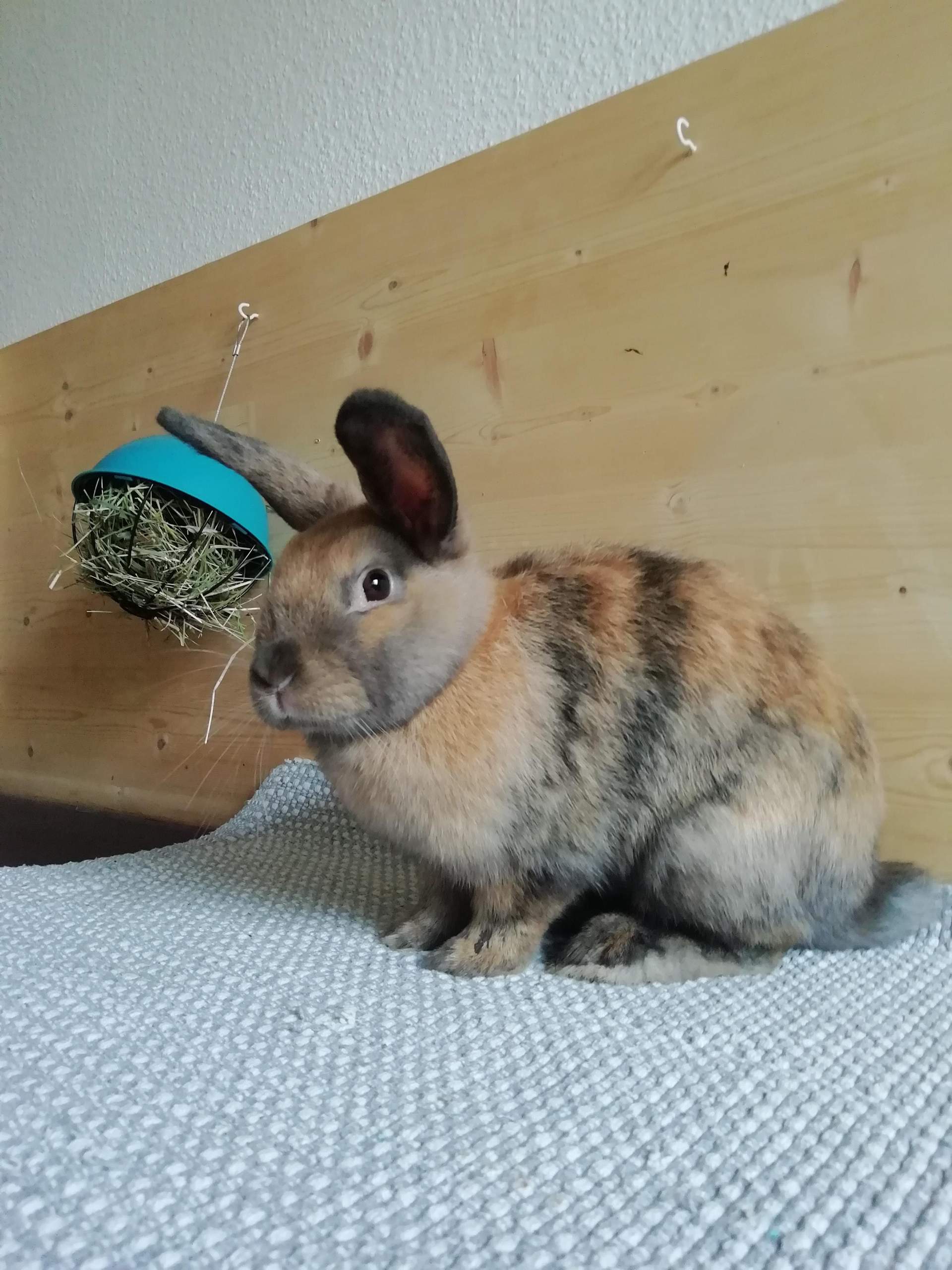 WElche Rasse ist mein kaninchen? (Tiere, Haustiere)
