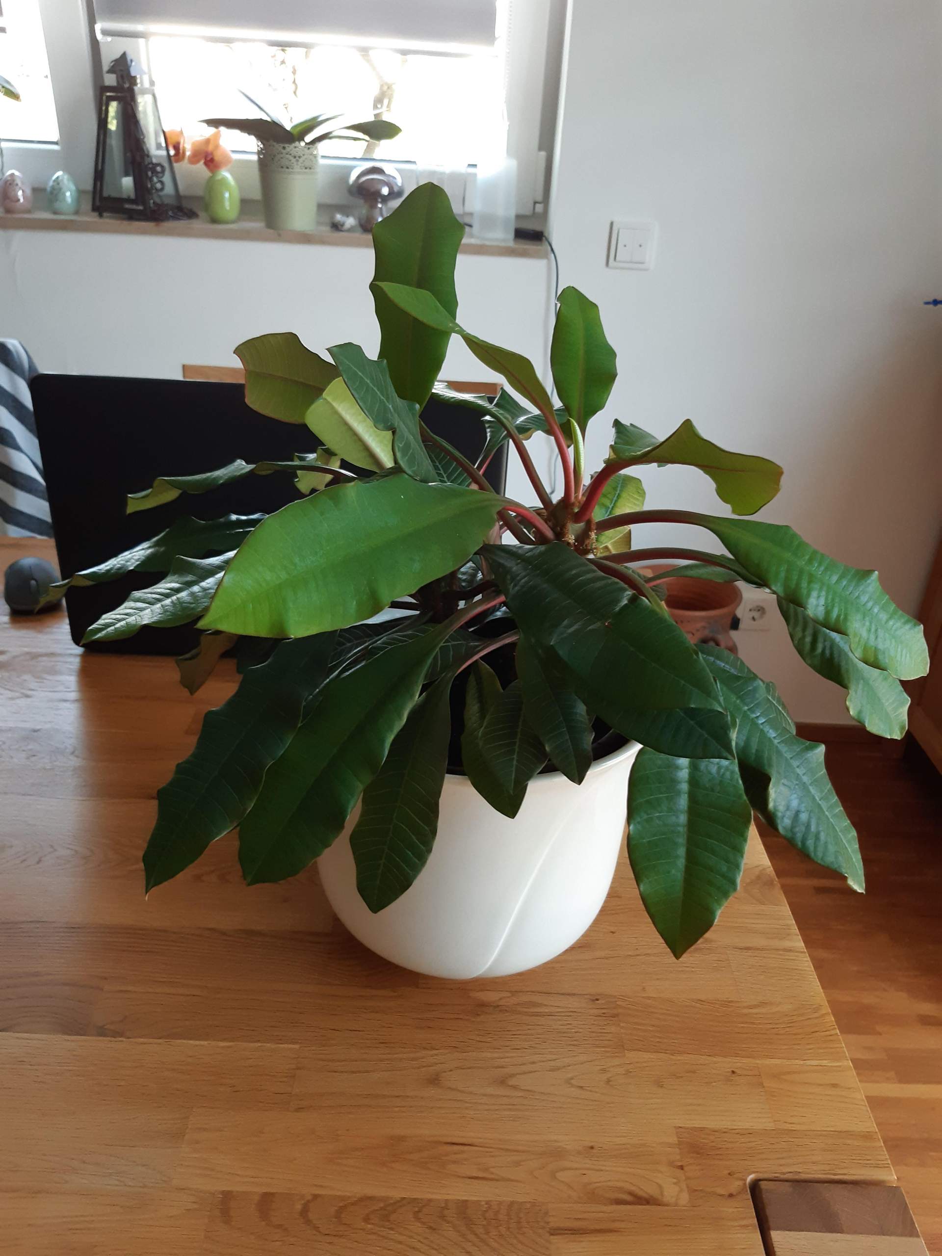 Samen Muskatbaum Welche Bäume hast du bereits selbst aus Samen gezogen? (Pflanzen ...