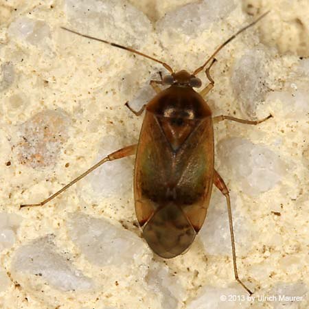 Kleine braune Fliege in der Wohnung. Welches Insekt ist das? (Insekten