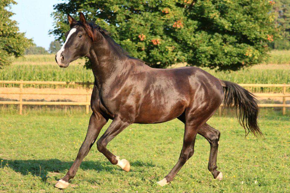 Wie sieht ein Dunkelfuchs aus(Pferd)? (Reiten, Pony)