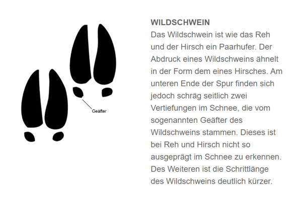 - (Tiere, Trittspuren)
