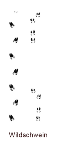 - (Tiere, Trittspuren)